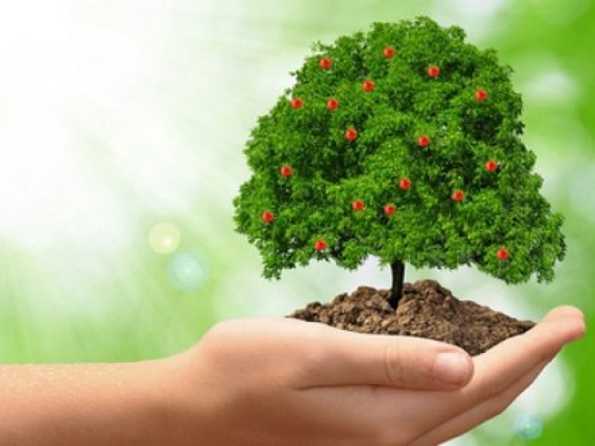 «Зеленый город» приглашает читинцев принять участие в акции по озеленению столицы